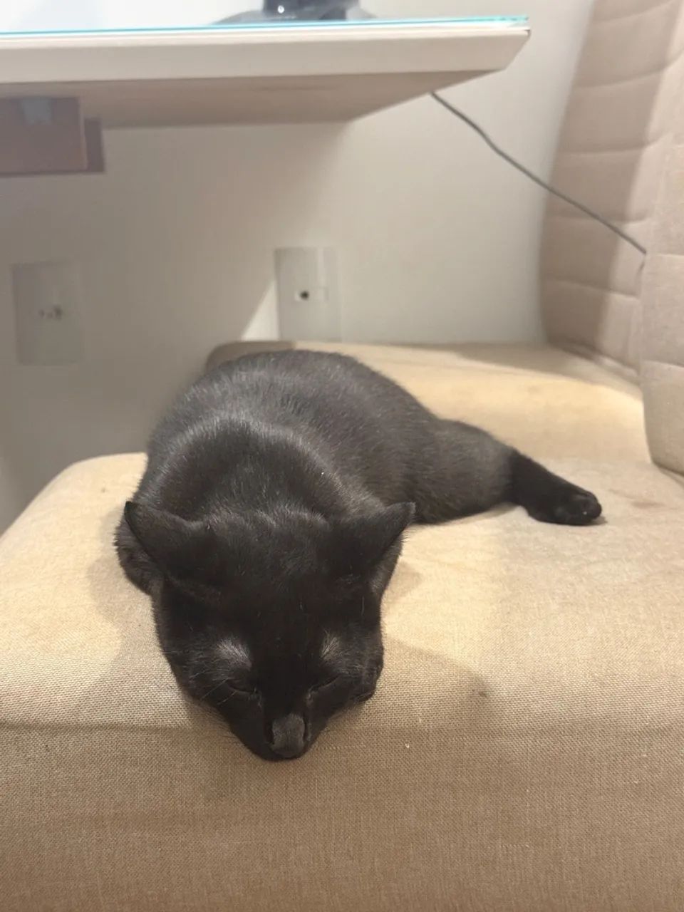 GATO MACHO PRETO  - Foto 4