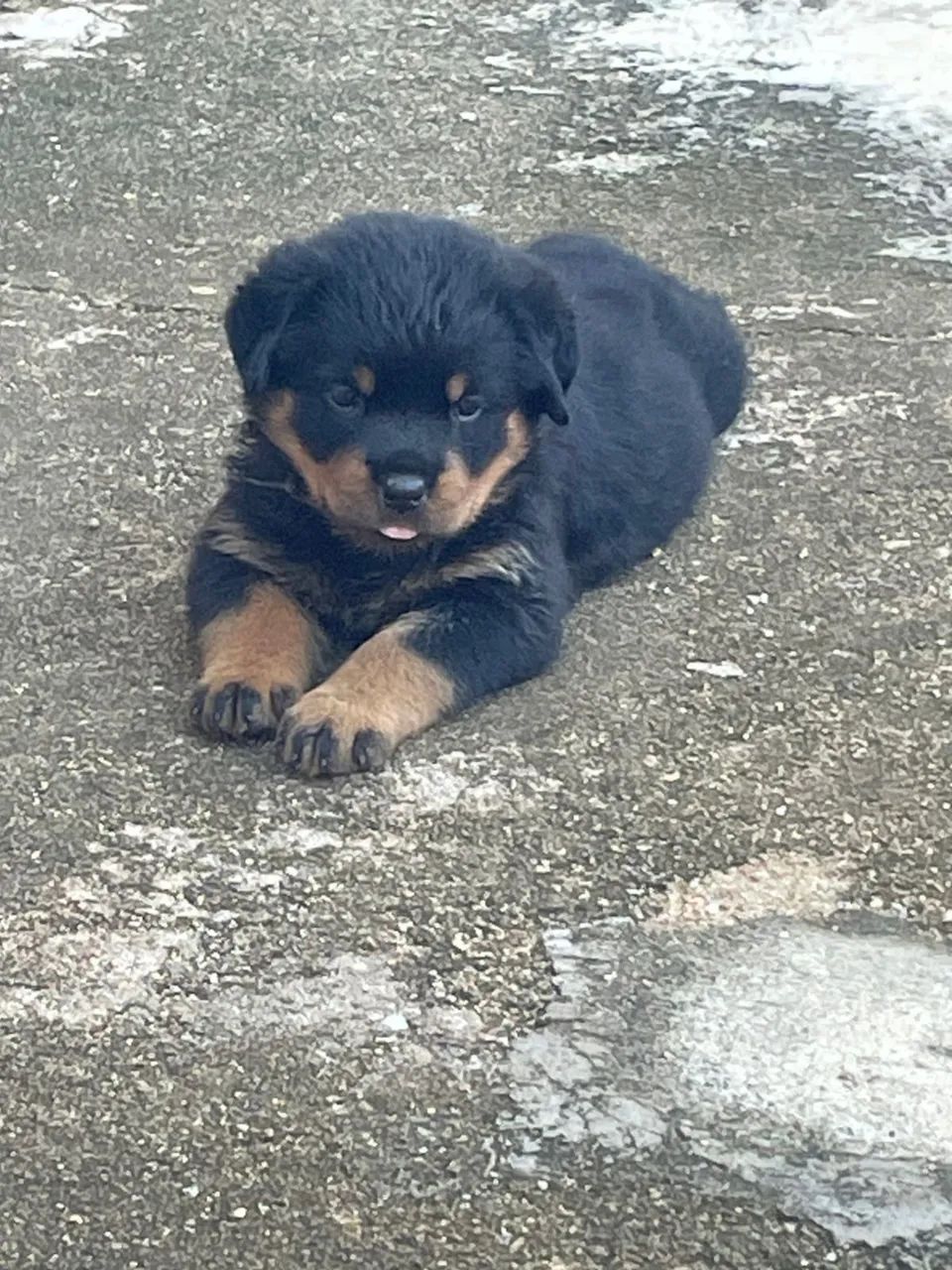  rottweiler  - Foto 2