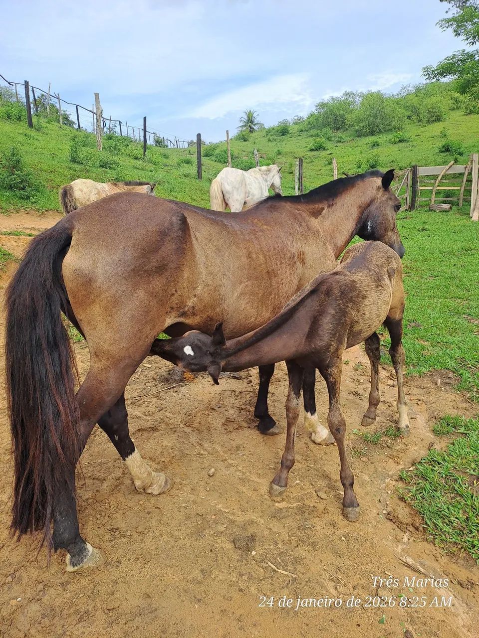 Linda Potra Controlada. Aceito  cartão e pix  - Foto 5