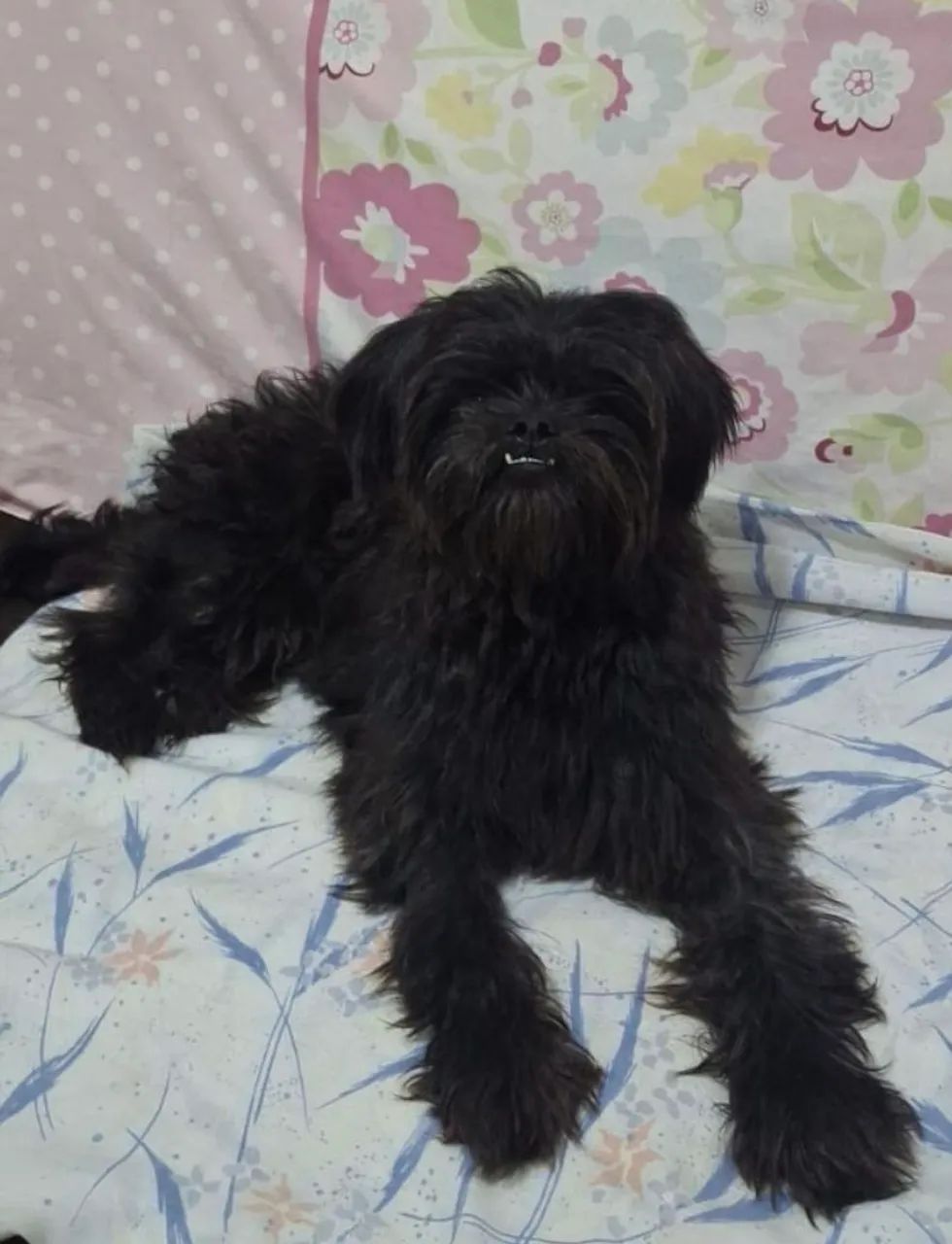 Boby a procura de um lar