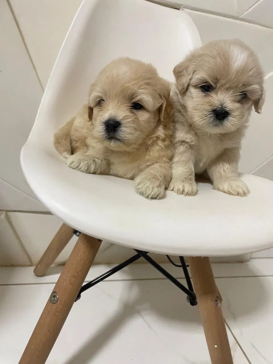 Poodle com shitszu  - Foto 2