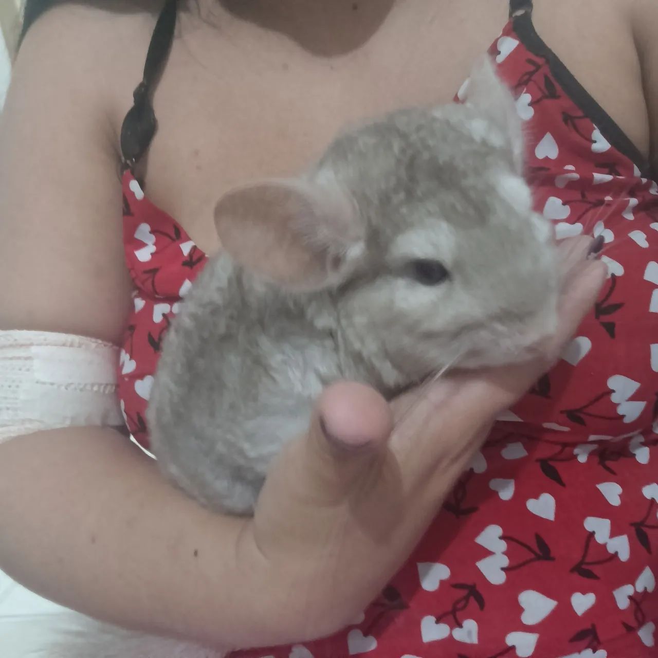 Chinchila macho - Foto 3
