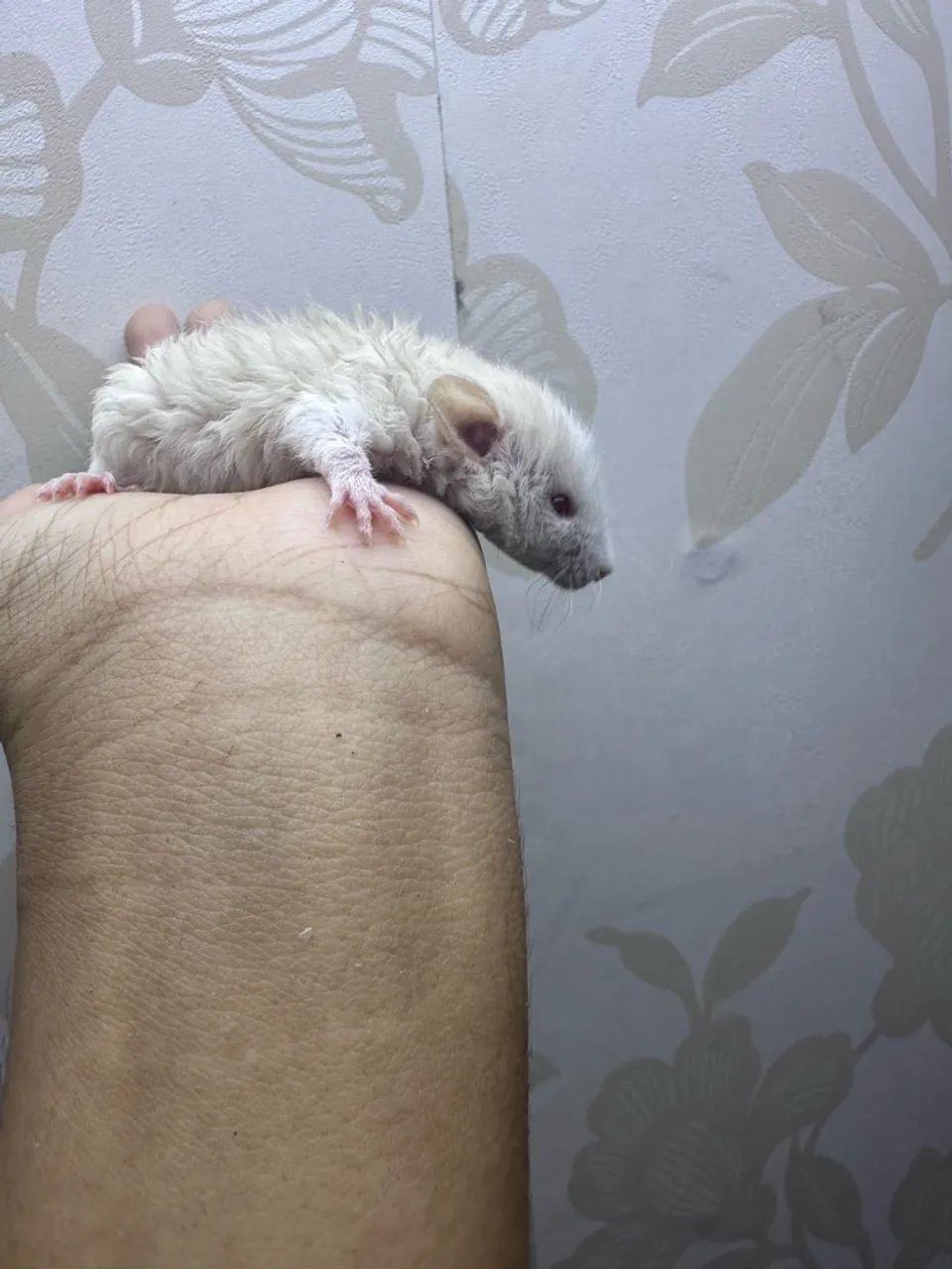 Rato Twister rex 