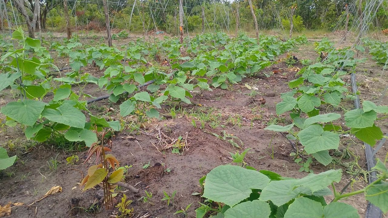60 mil terreno top - Foto 5