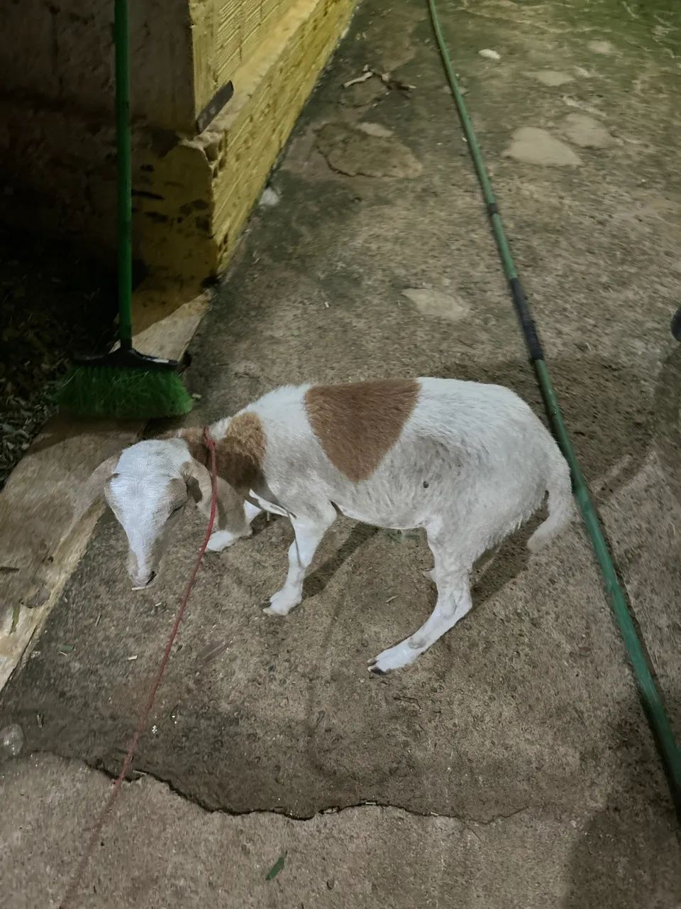 Criação 