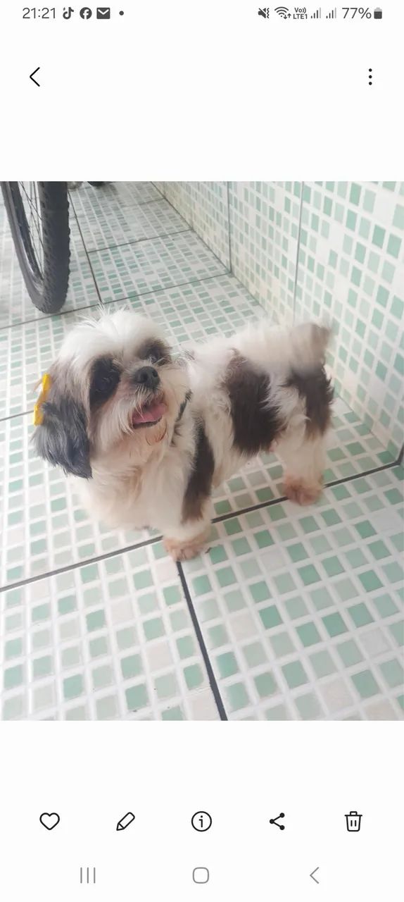 Cachorro Shitzu machinho  - Foto 4