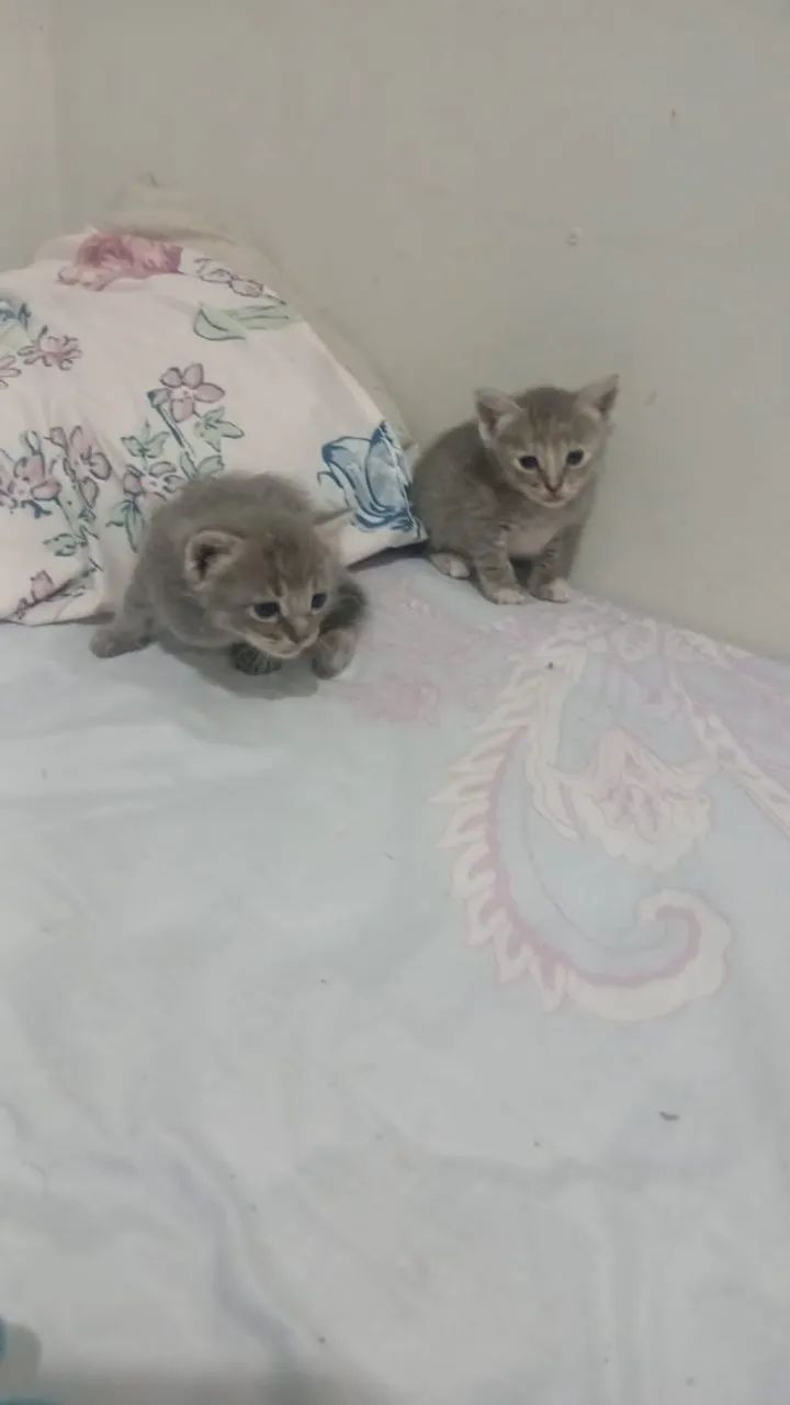 Gatos  - Foto 4