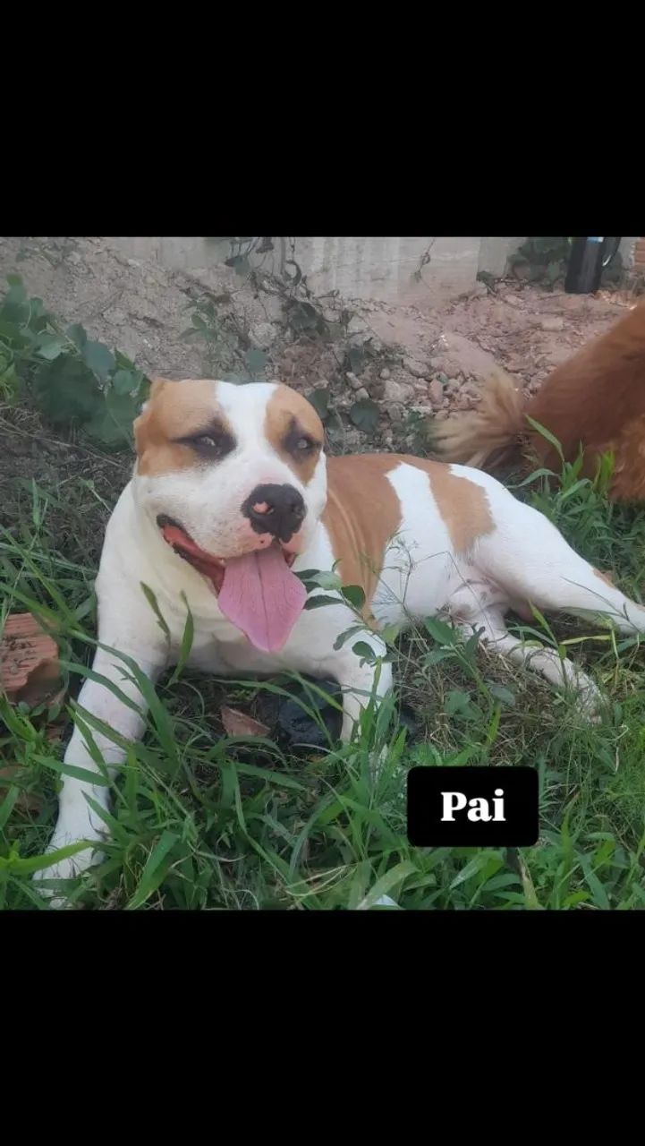Filhotes de Pitbull - Foto 4