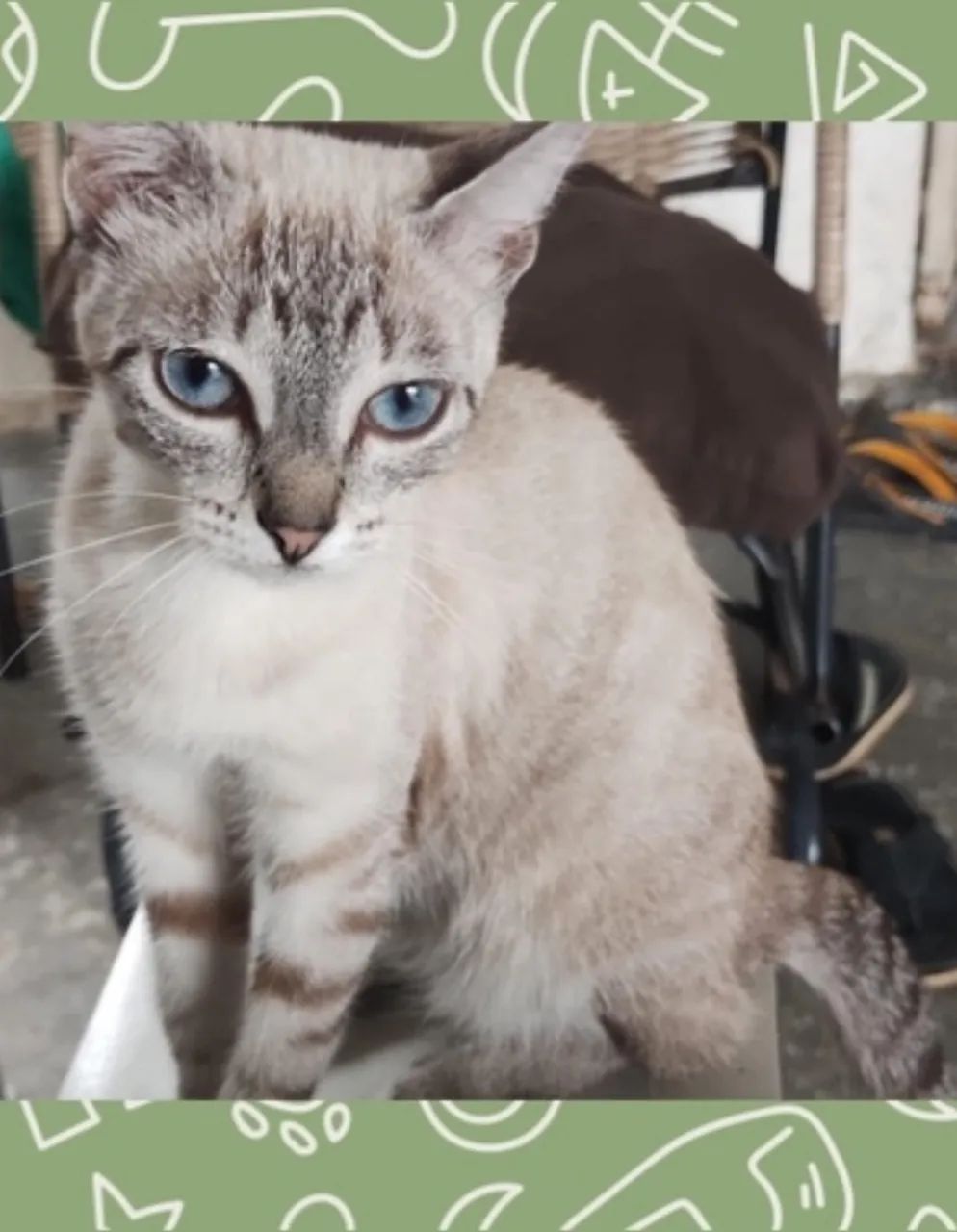 Adoção Responsável Urgente - Leia a descrição - Foto 2