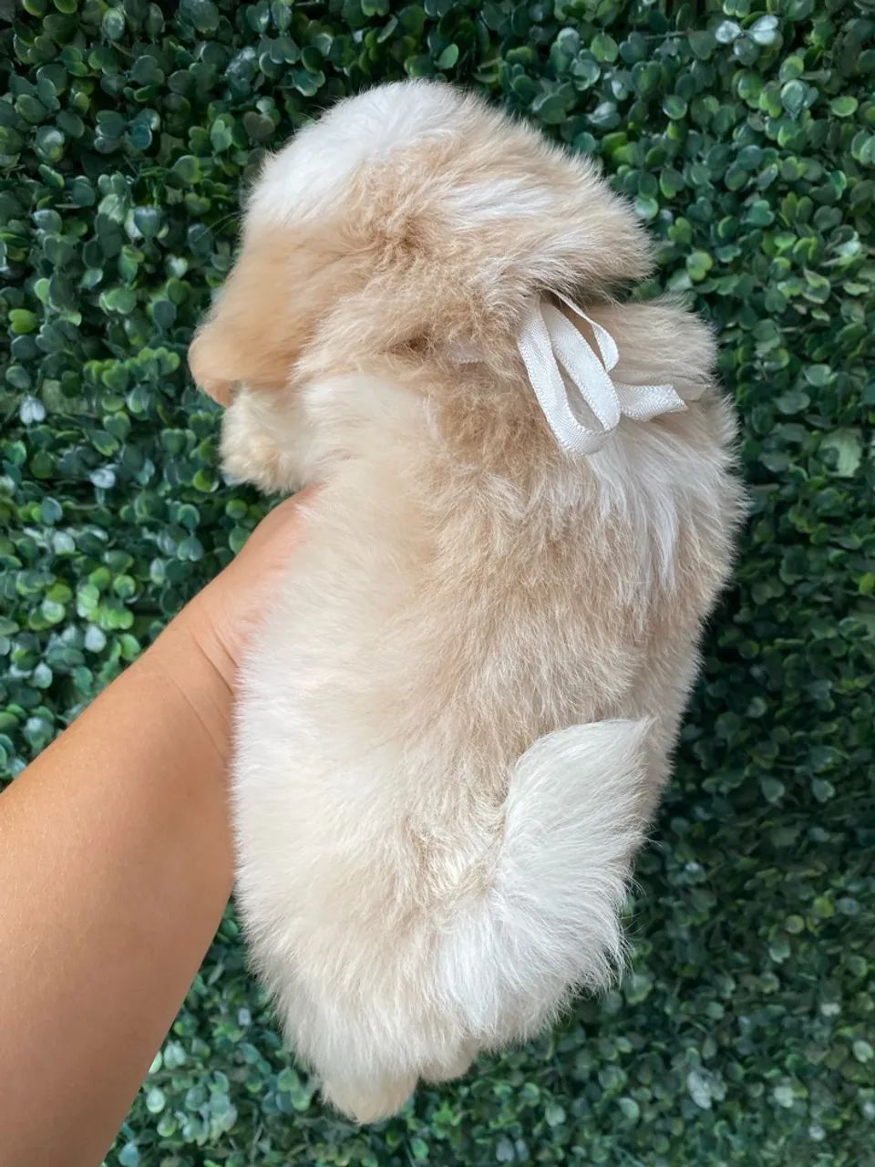 Shihtzu  - Foto 4