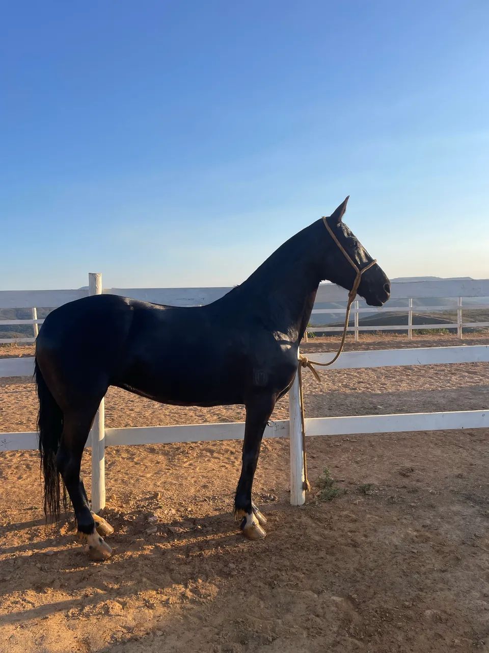 égua preta linda 