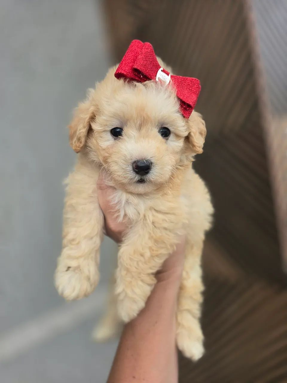 Poodle toyzinha linda feminha