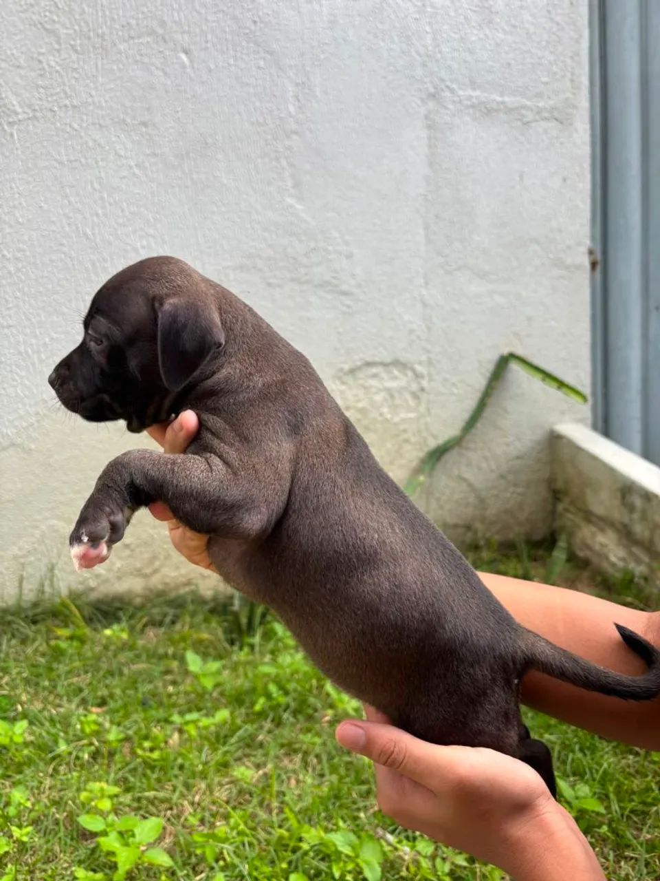 PITMONSTER, PITBULL - Foto 3