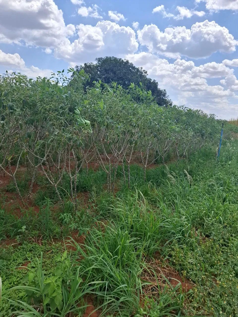 Mandioca (caixa)