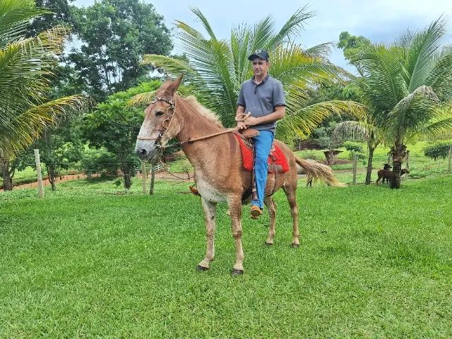 Burro baum!!! - Foto 5