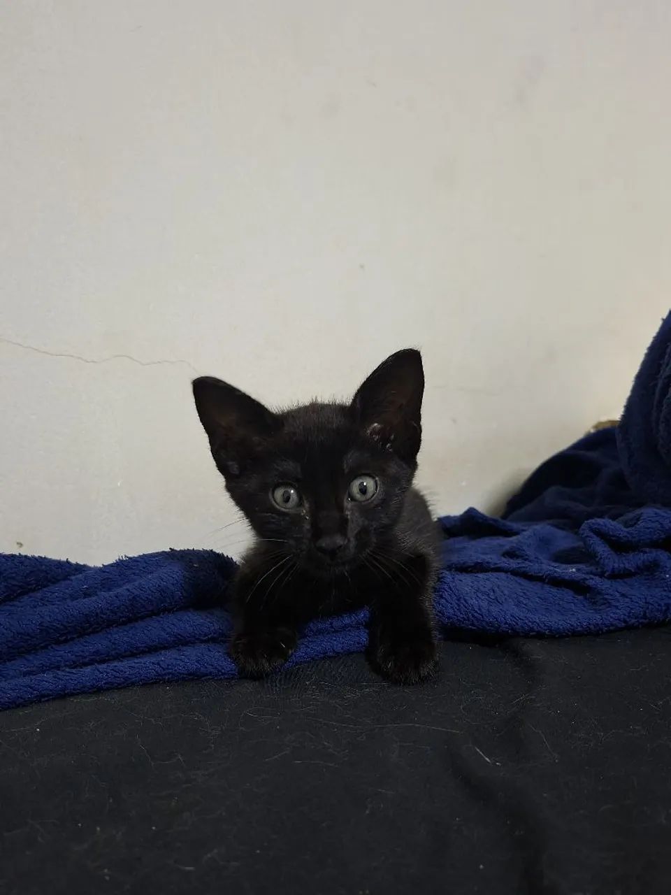 Gato para adoção  - Foto 3