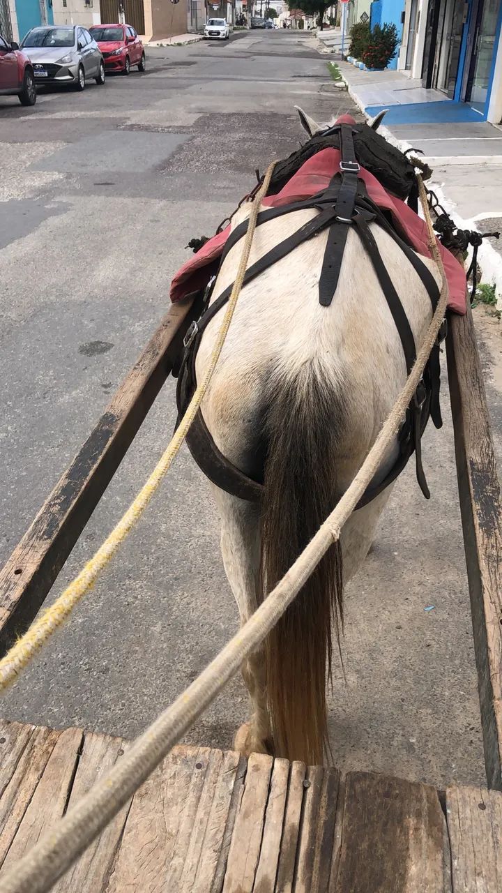 Vendo potra de montada e carroça  - Foto 2