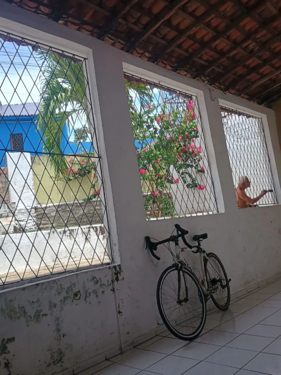 Foto - Natal - Alecrim