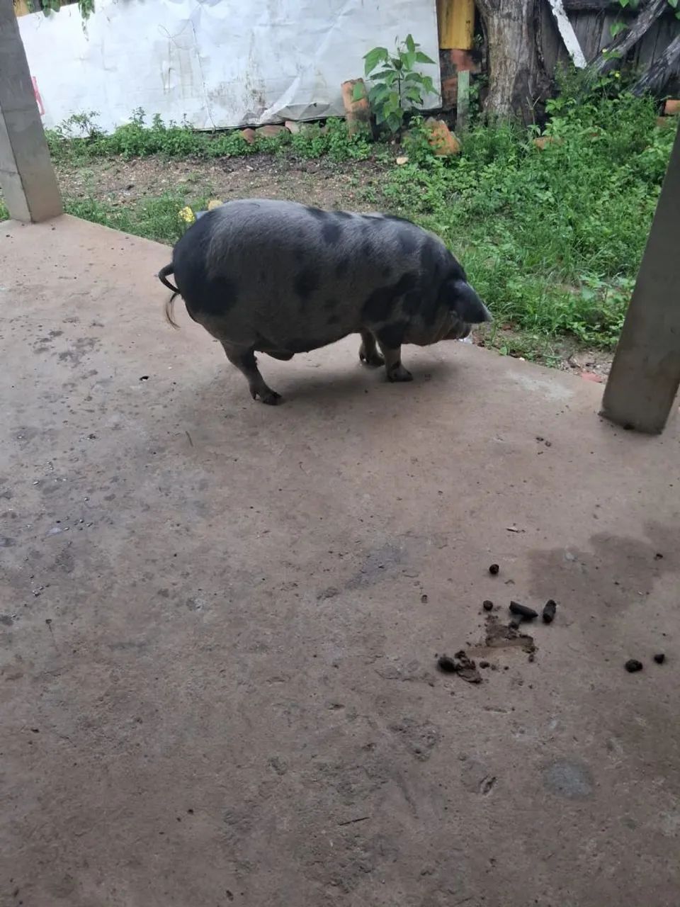 Vendo. Um míni porco. Dá raça bae