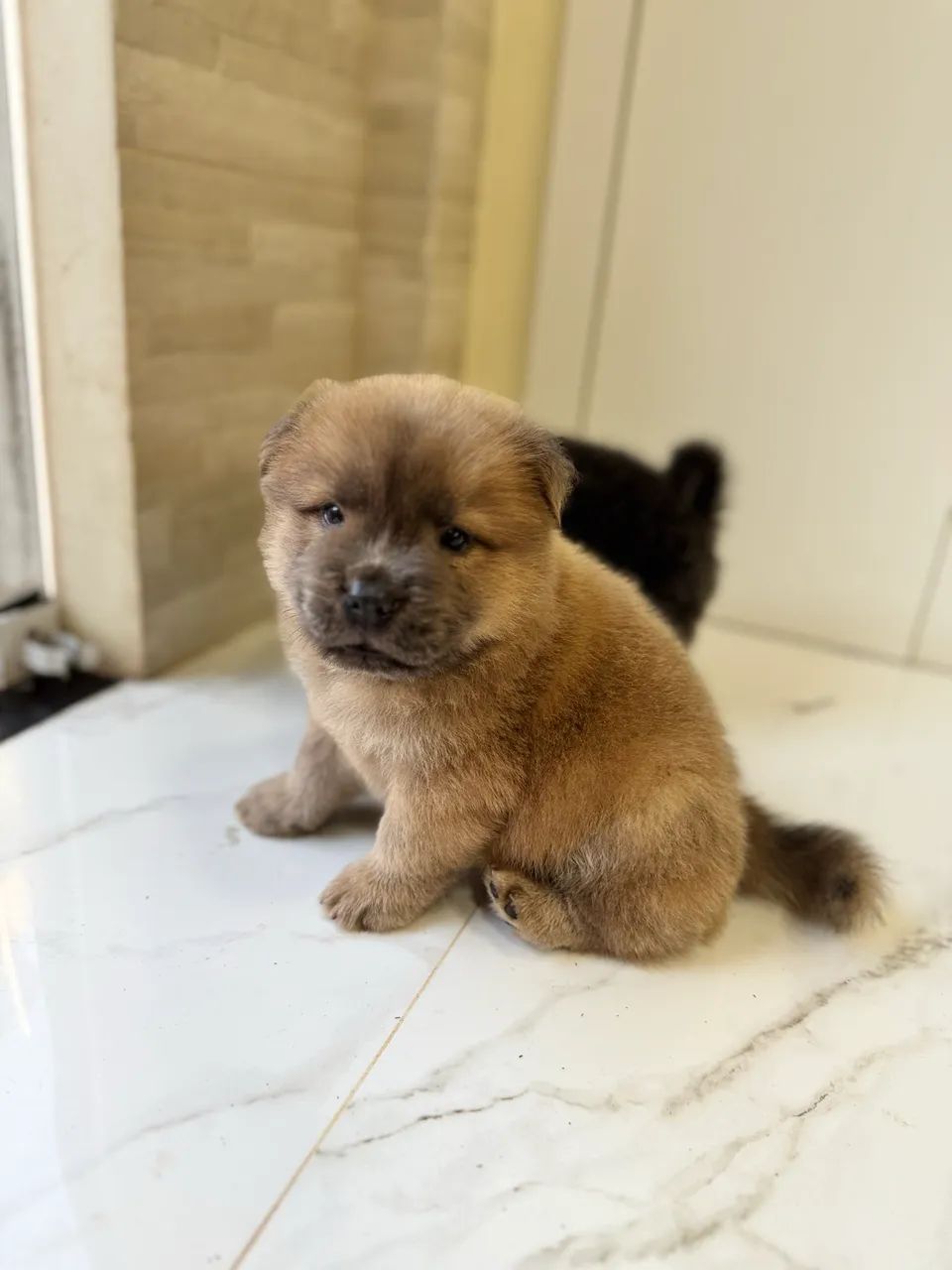 Filhotes de chow chow  - Foto 3