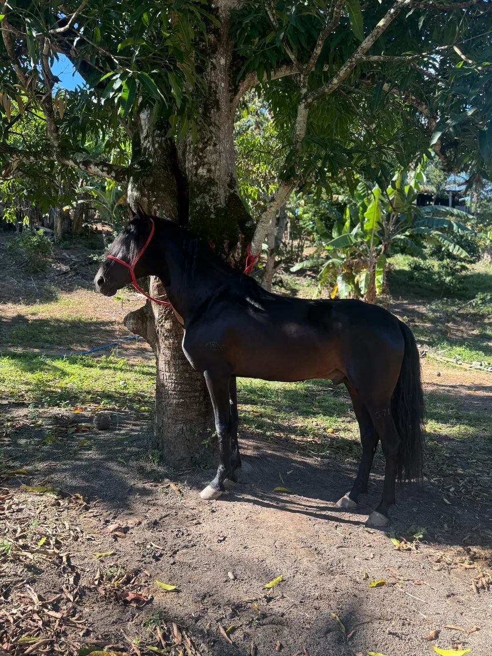 Cavalo - Foto 3