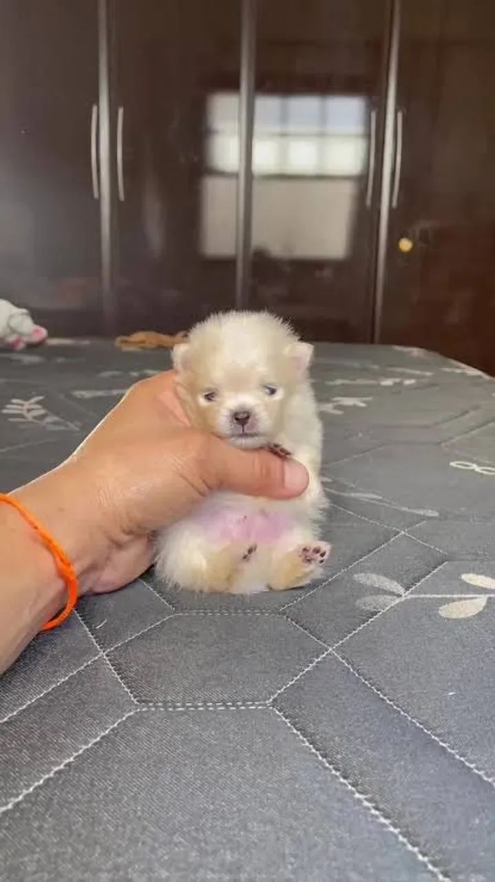 ESTOU DOANDO FILHOTES DE LULU DA POMERANIA  - Foto 3