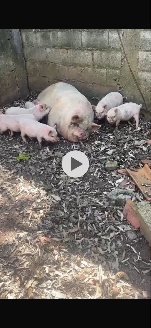 Mini pig rosa  - Foto 4