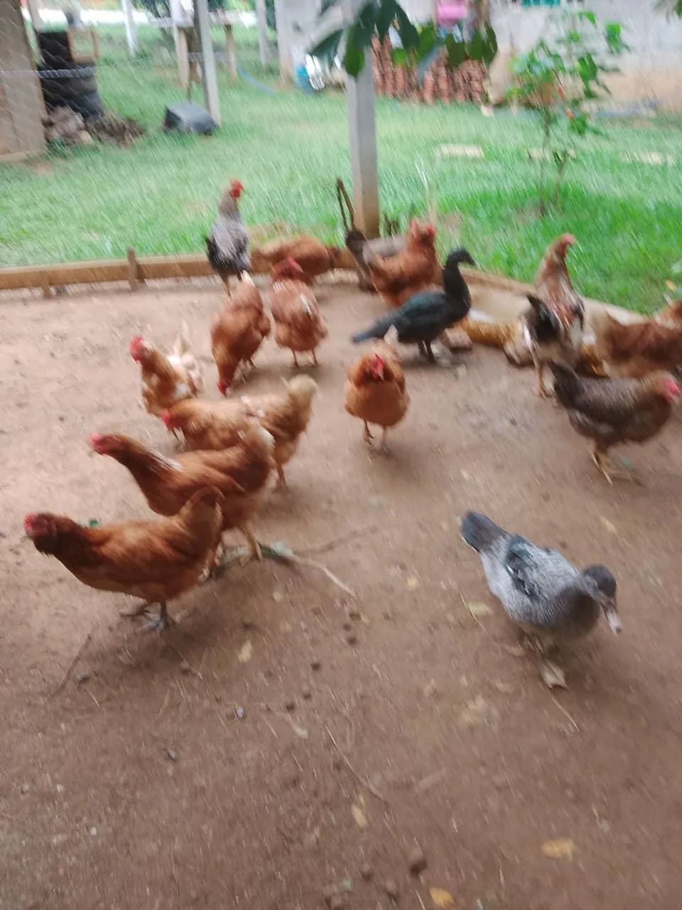 Vendo galinhas, ovos, pintinhos , Angola, filhotes coelhos  - Foto 3