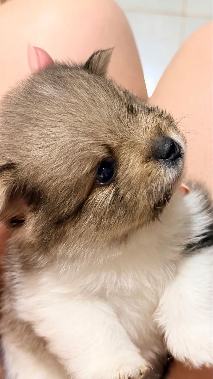 Cachorro - Foto 2