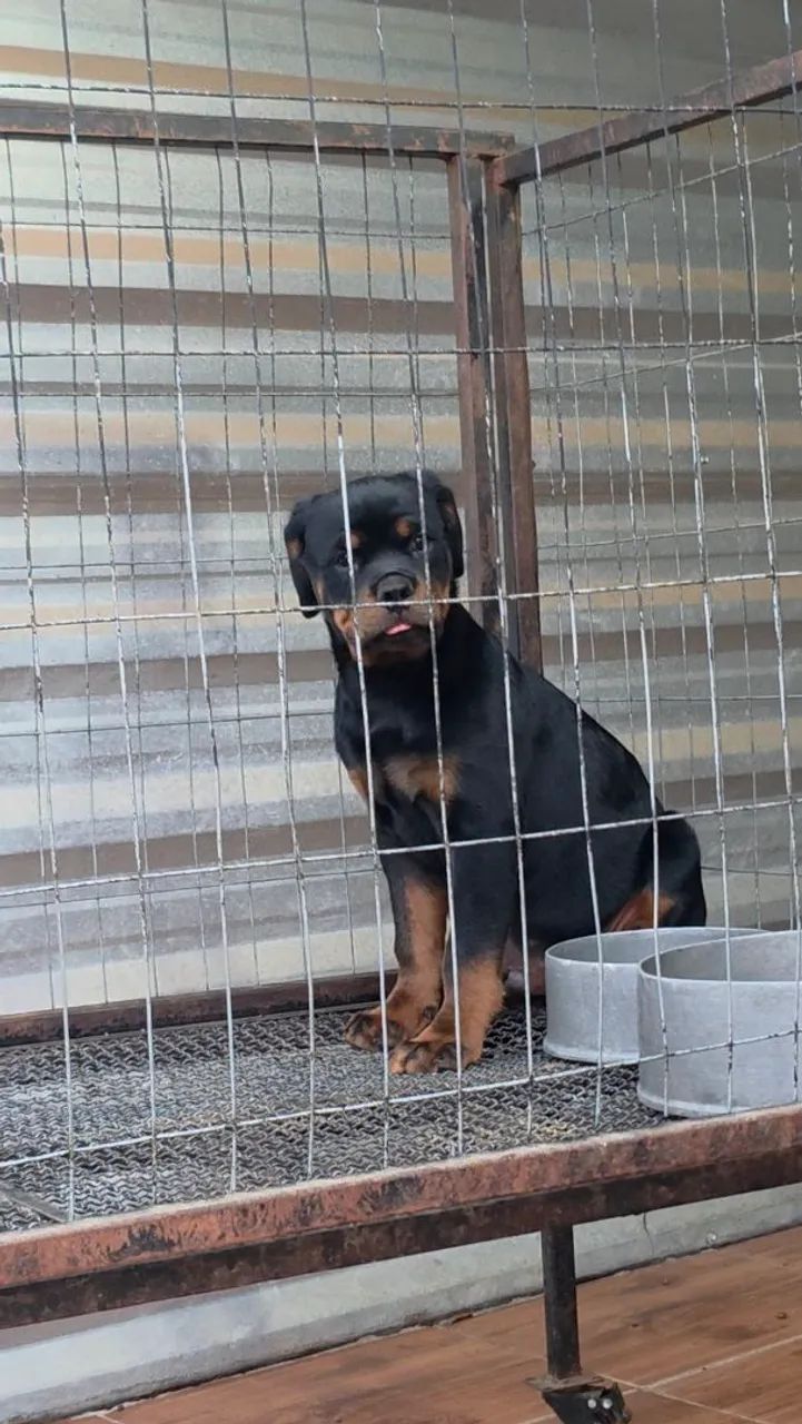 Rottweiler  - Foto 2