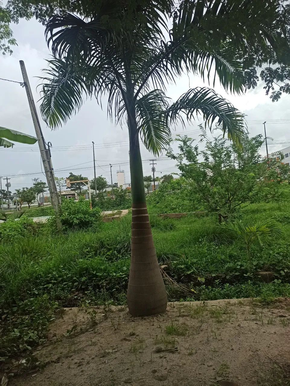 Palmeira emperial
