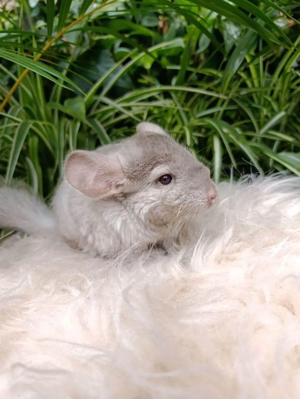 Chinchila - Foto 4