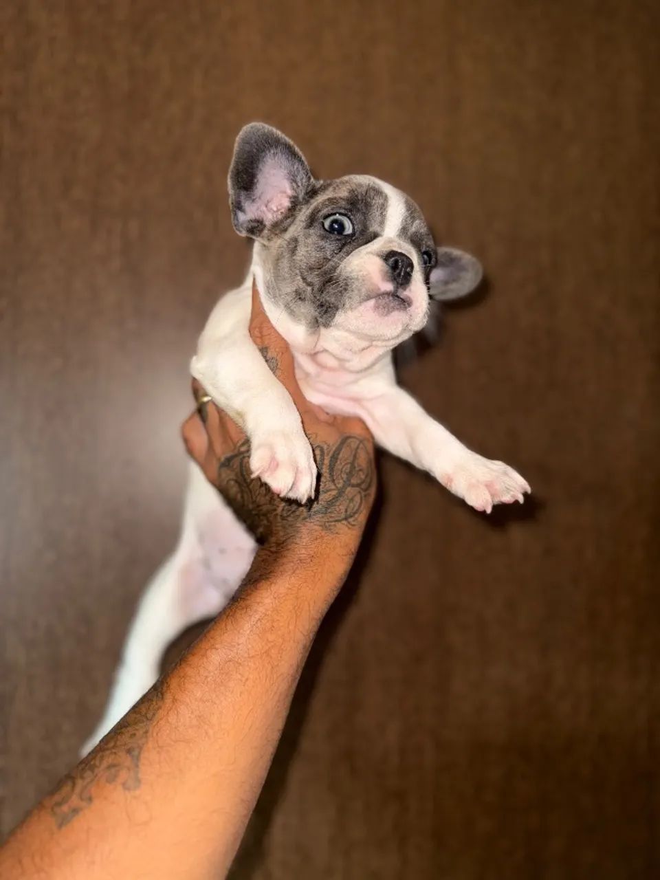 Bulldog francês  - Foto 4