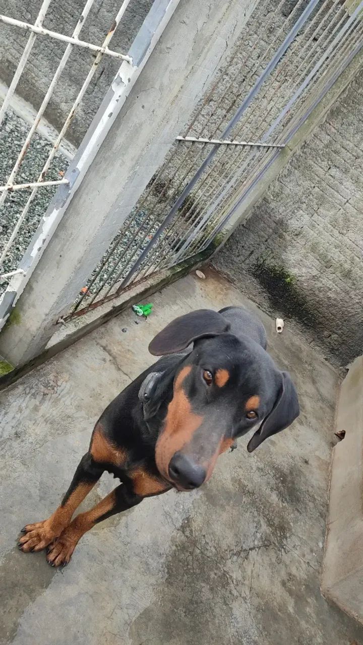 Doberman  - Foto 3