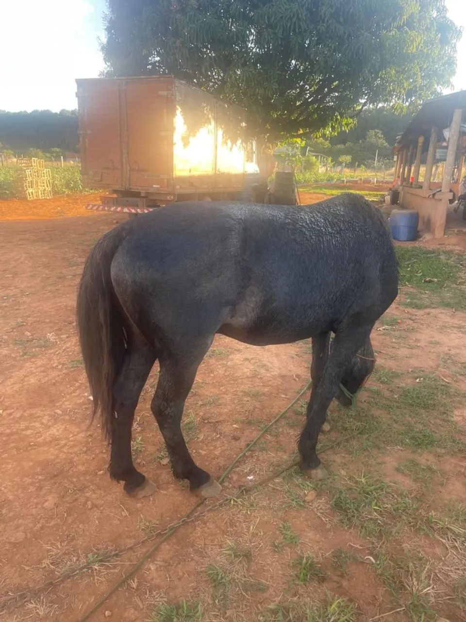 Cavalo - Foto 5