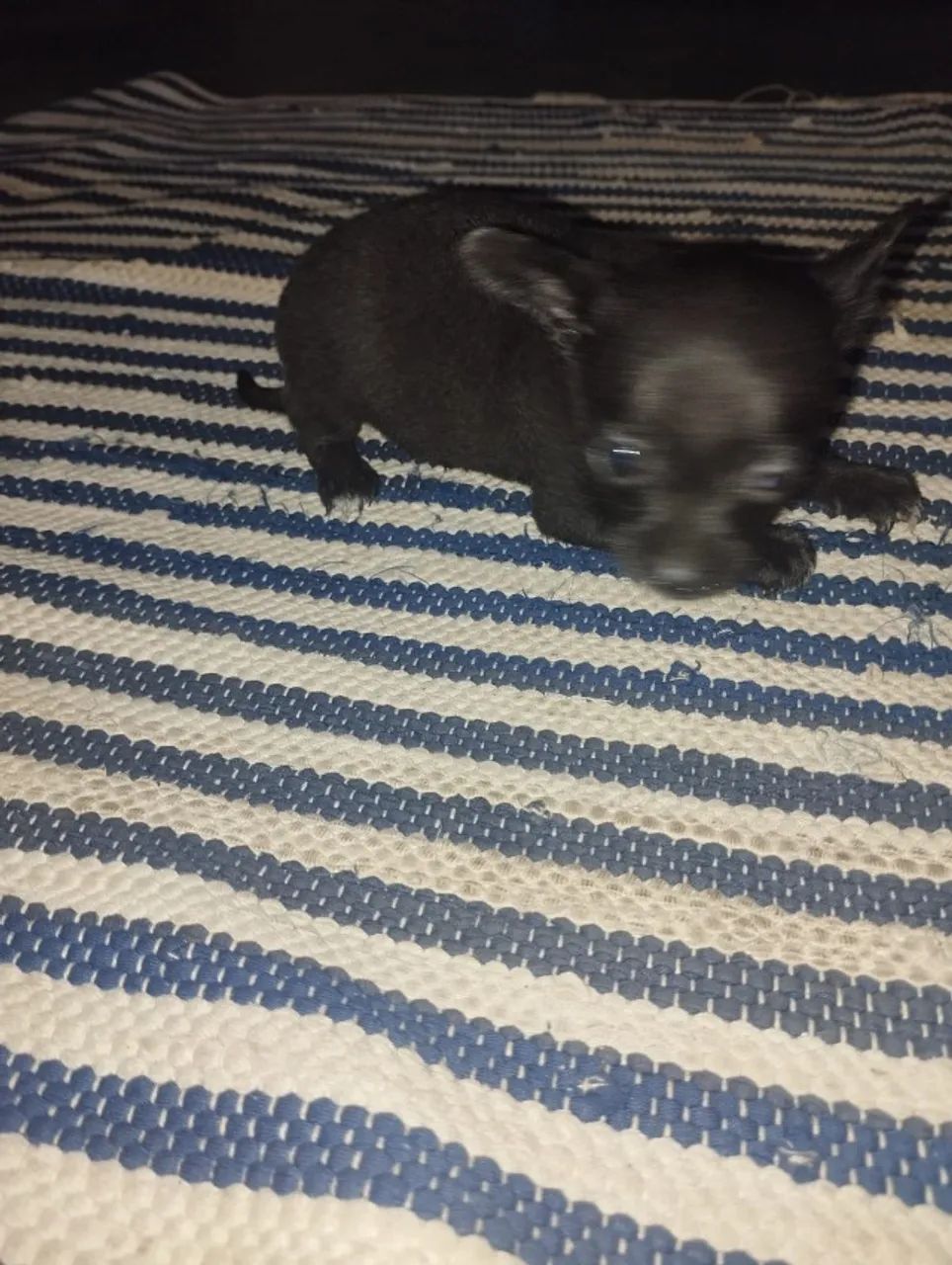 Pincher machinho 0