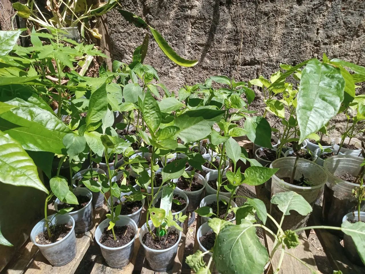 Hidroponia  - Foto 3