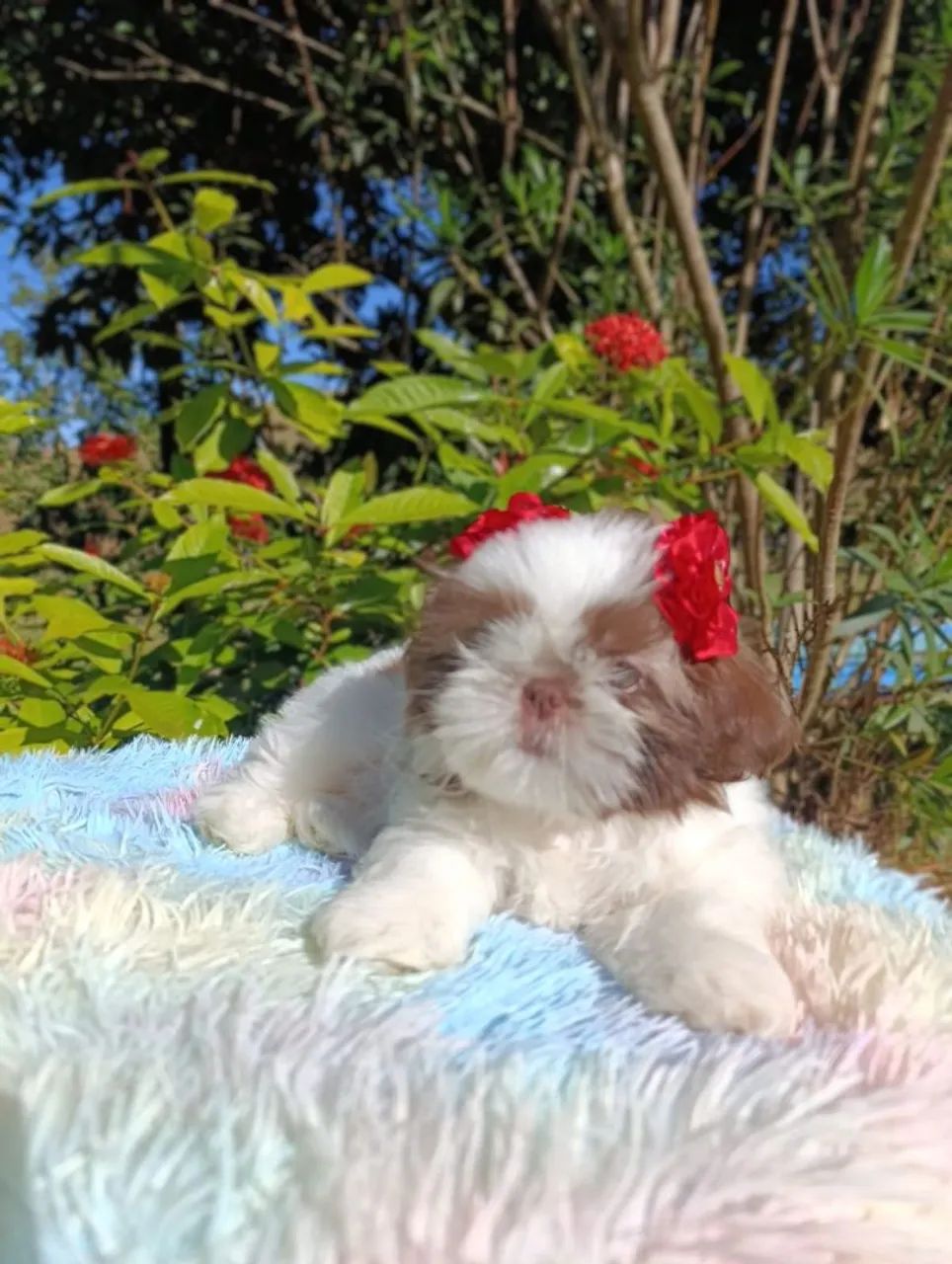 Shihtzu  - Foto 5