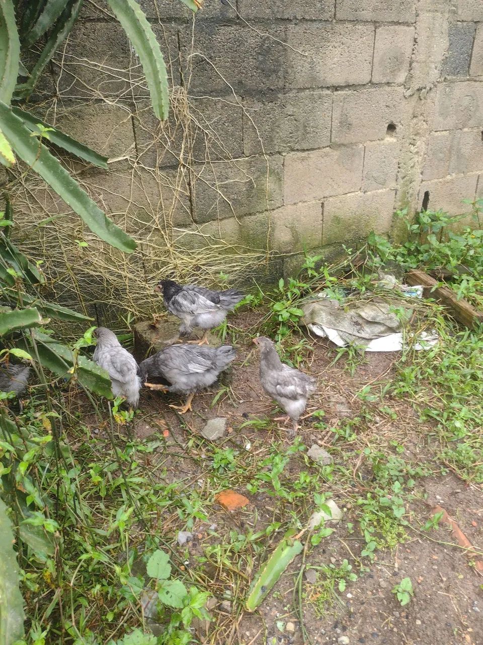 Venda de aves - Foto 2