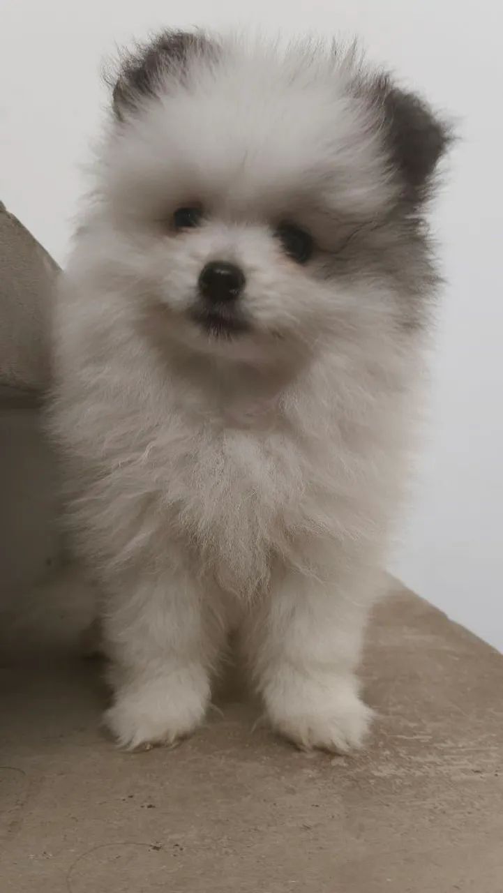 Spitz alemão  - Foto 5