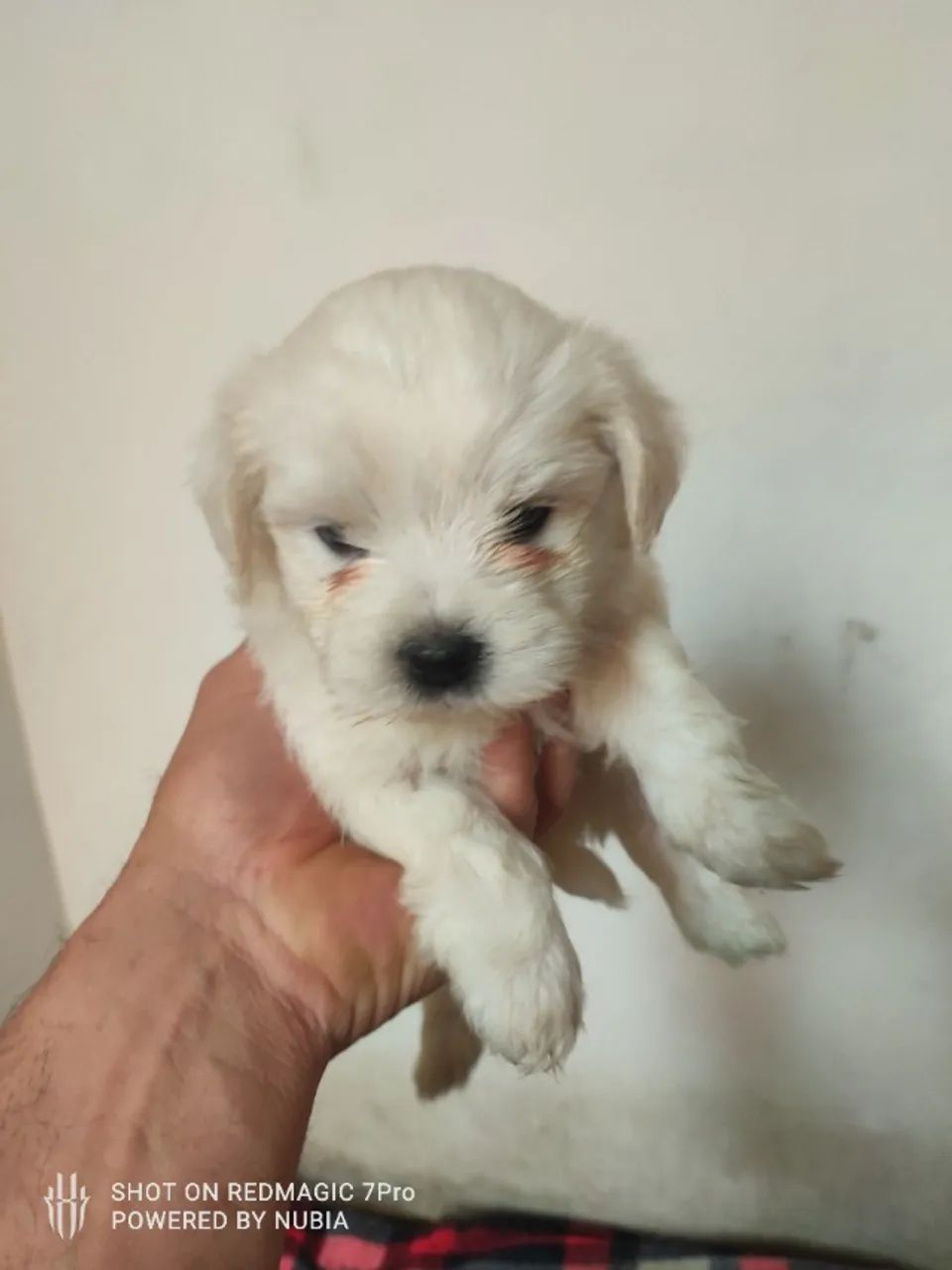 Filhotes de maltês  - Foto 2