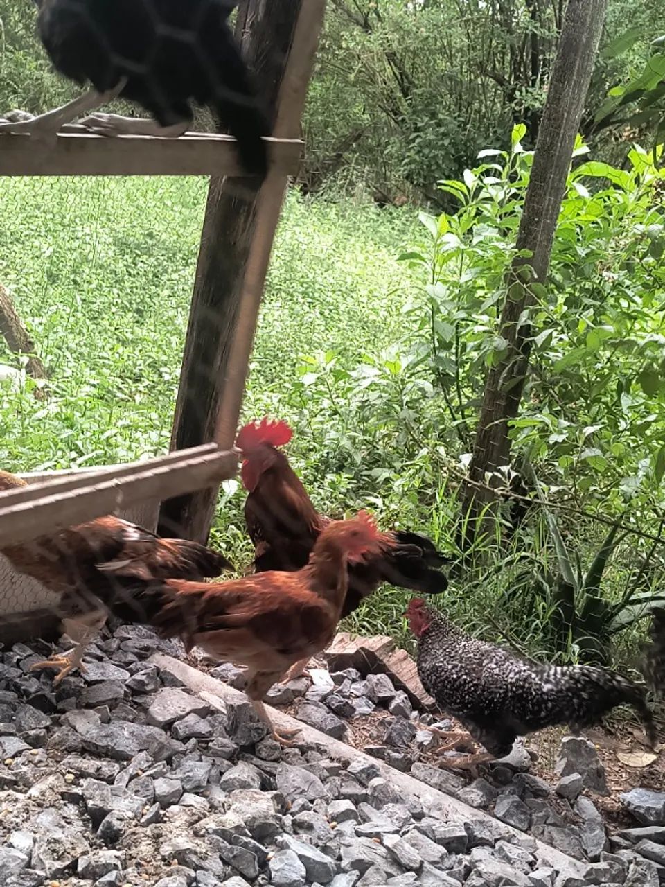 Frango caipira