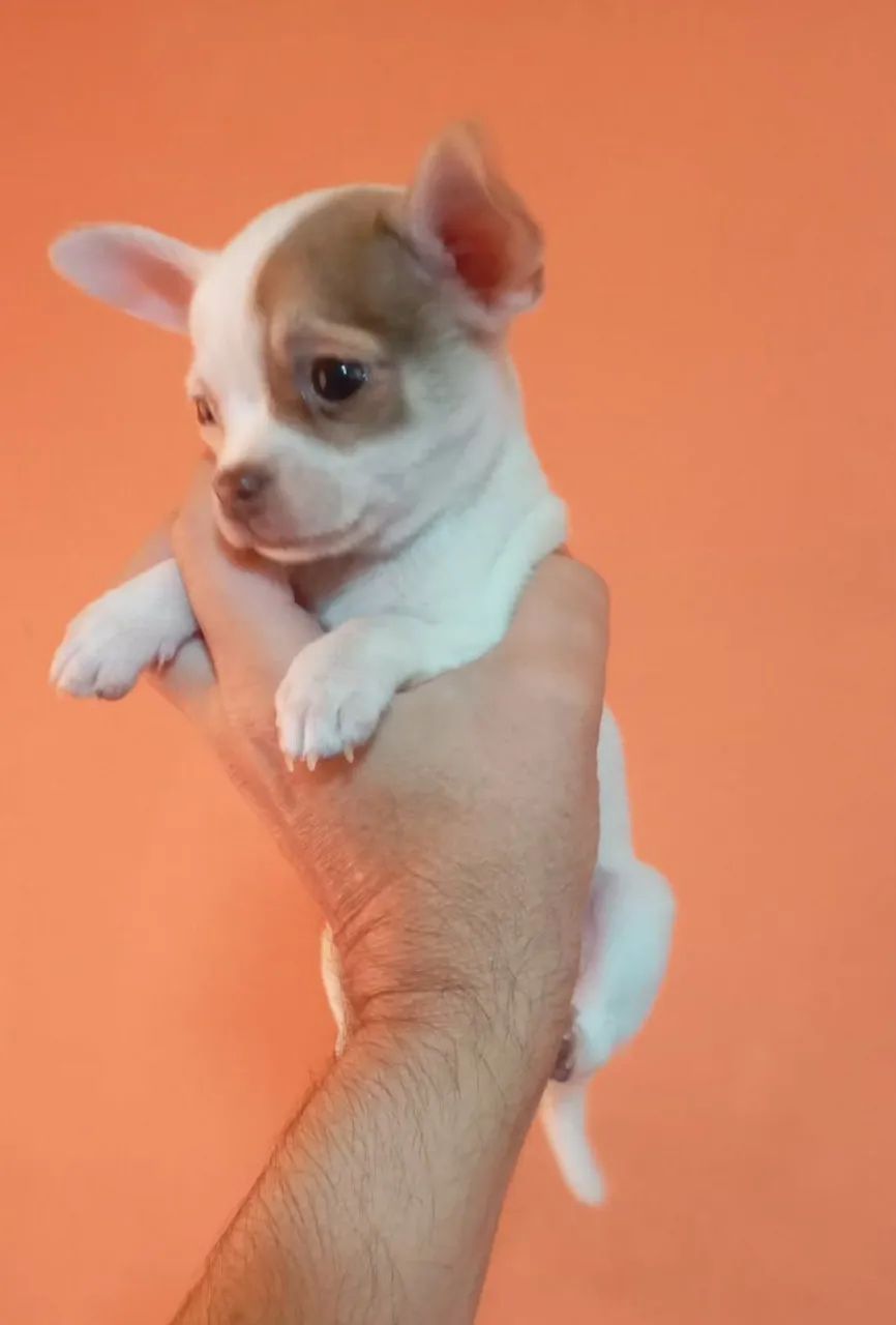 Chihuahuas - Foto 3