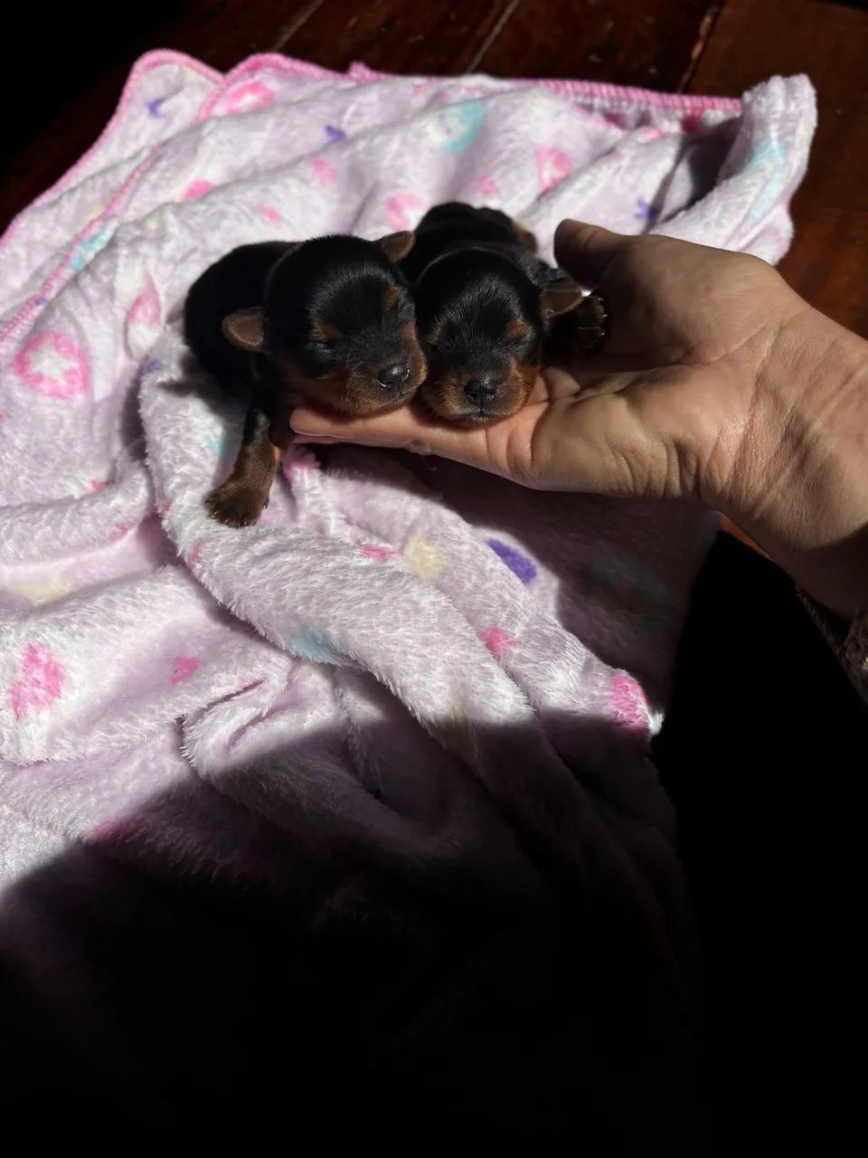 cachorros  - Foto 4