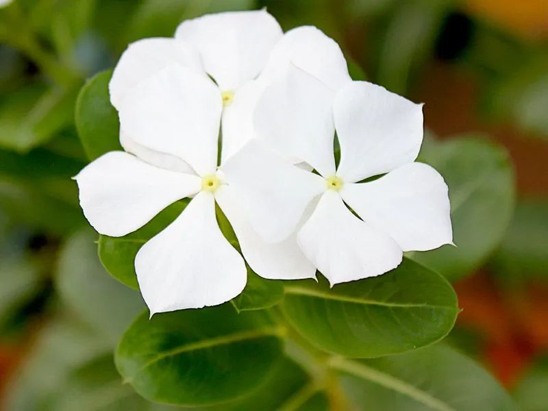 Planta  - Foto 4