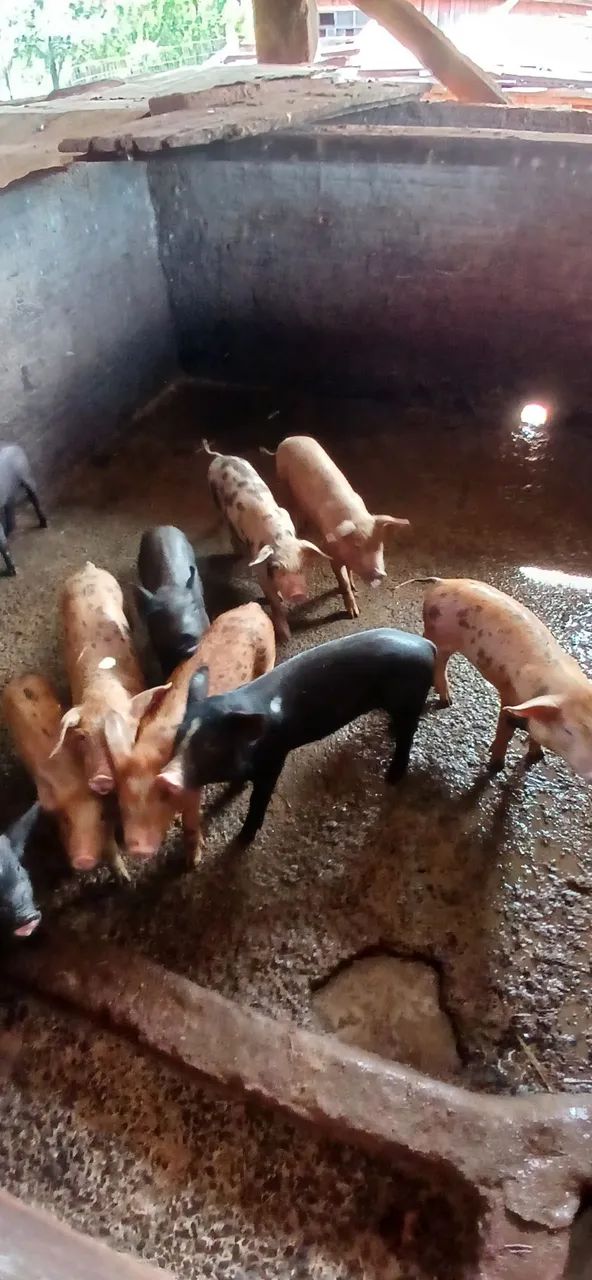Vendo lote de leitão  - Foto 2