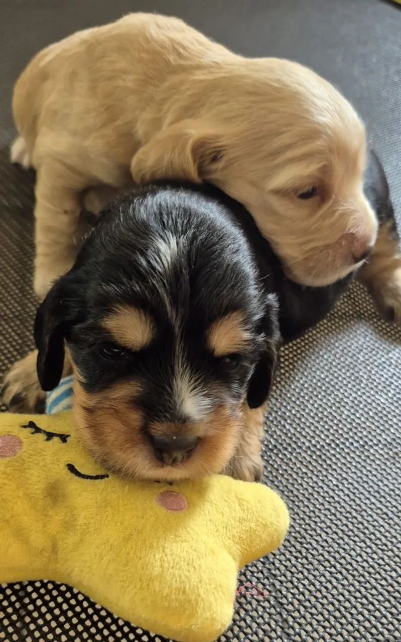 Cocker Spaniel com pedigree  - Foto 4