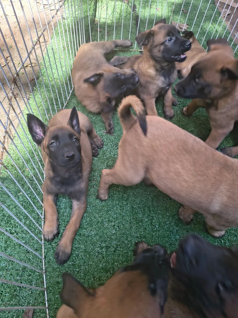 Pastor Belga Malinois - Foto 5