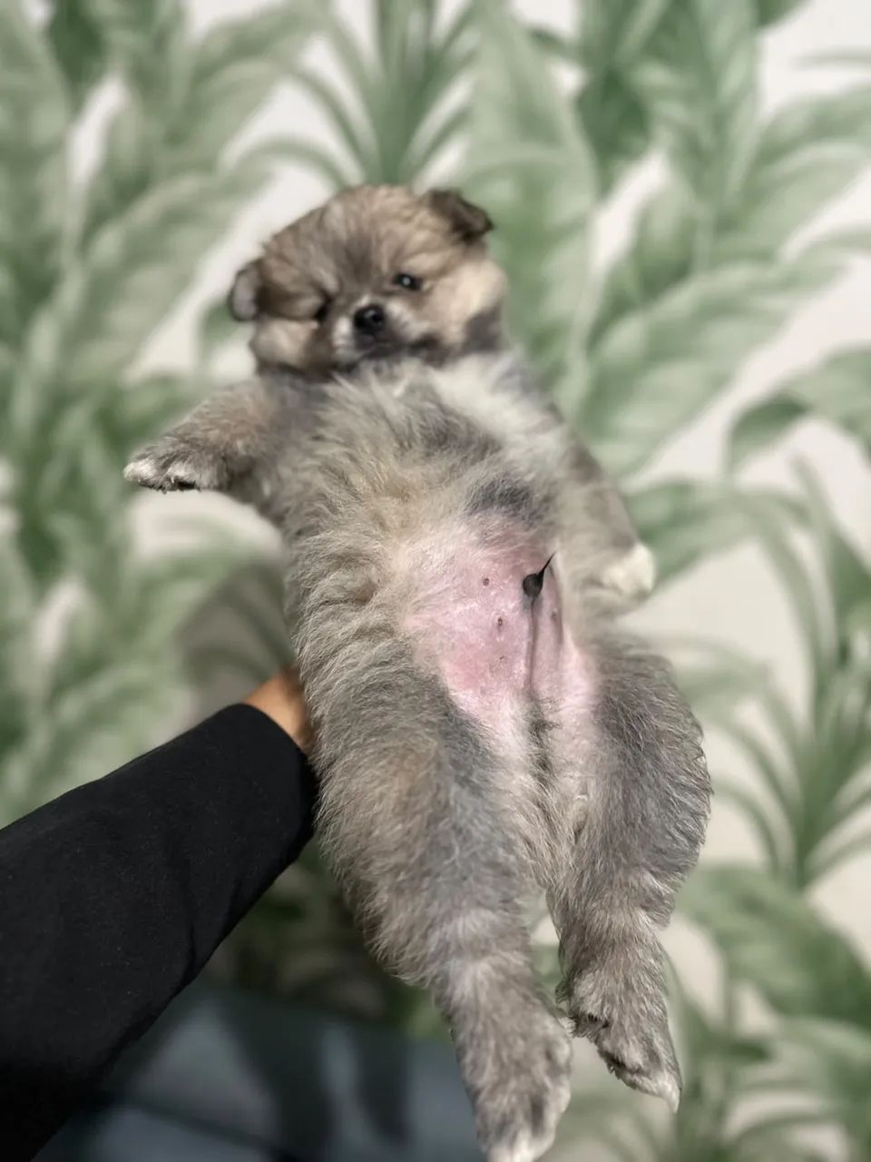 Vende se spitz alemão  - Foto 3