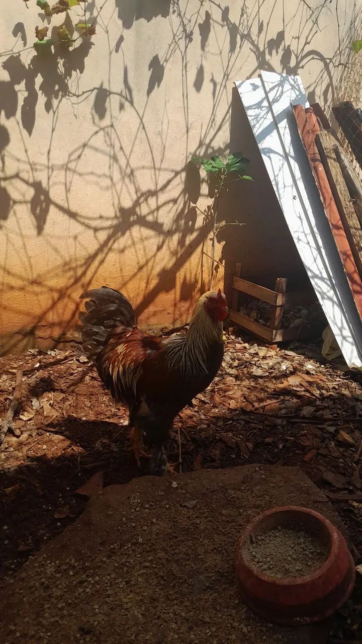 Vende-se Galo - Foto 2